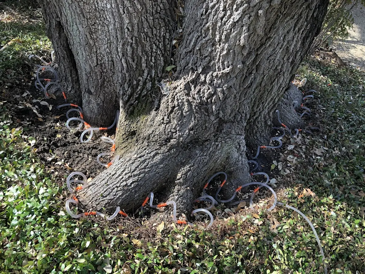 Detailed Tree Cabling and Bracing job site in West Granby