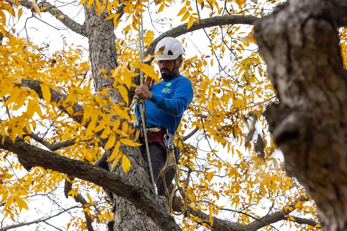 Skilled Tree Pruning crew working in West Granby