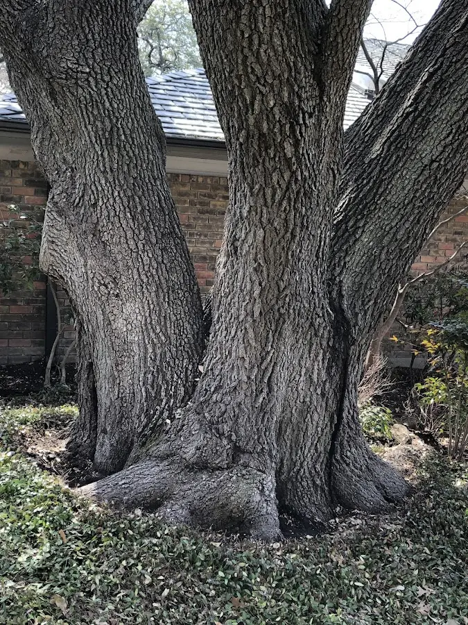 Mature heritage tree close to a West Granby property cared for by certified arborists